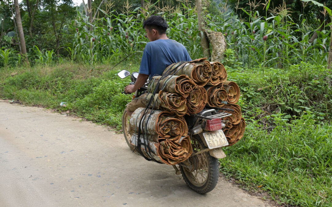 Vietnam_JBO_VNM23_03402_2000x1333