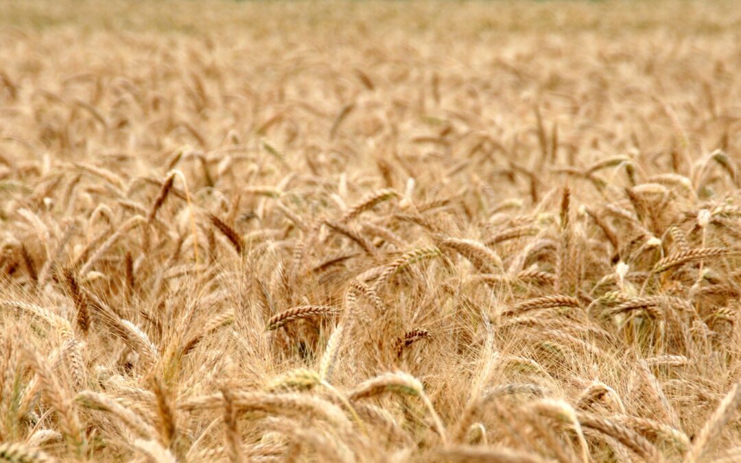 andreas 160578cornfield-2157352_1920